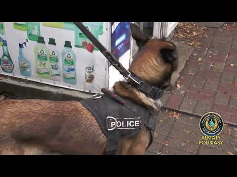Алматы полициясы 18 есірткі зертханасын жойды