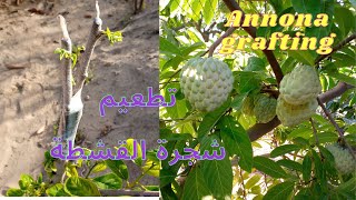 طريقة تطعيم  شجرة القشطة الكبيرة (تركيب-تلقيم) بنسبة نجاح 100% how to graft Sugar apple tree