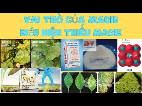 Video: Tìm hiểu Vai trò của Magiê trong Thực vật - Thực vật Sử dụng Magiê như thế nào