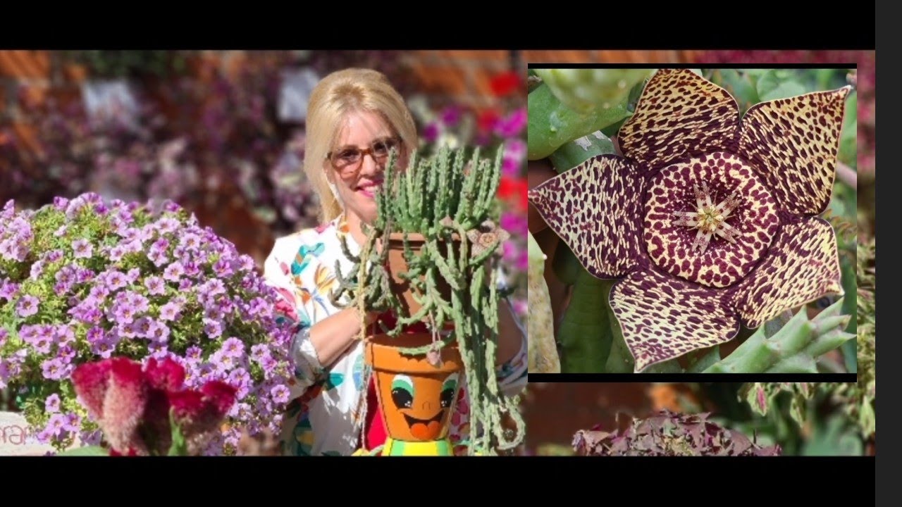 FLOR DE LAGARTO STAPELIA VARIEGATA ubicación riego abono reproducción#suculenta🌵