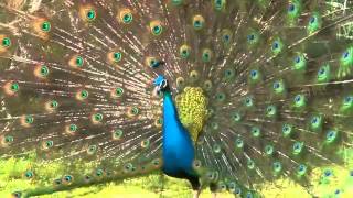 Beautiful and colorful peacock