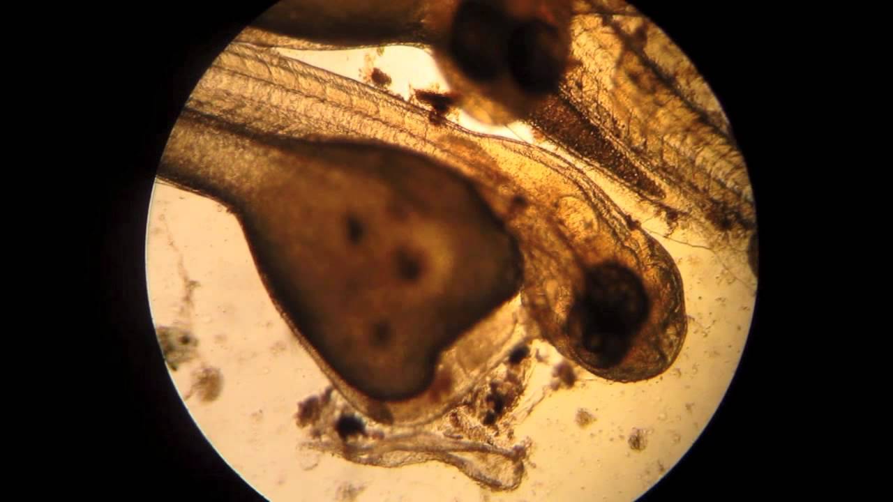 Newly Hatched Koi Fish Under Microscope - YouTube