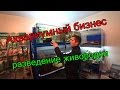 Аквариумный бизнес, разведение живородки.