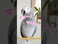 ヨウムのめいちゃん、ママ呼んだ意味とは…😂#shorts #ヨウム #ヨウムのめいちゃん #parrot #ママ