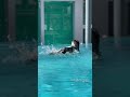 🐧全力羽繕い！！！#鳥羽水族館 #フンボルトペンギン