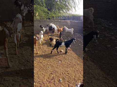 التيس يلعب بلطف مع الماعز داخل القطيع في أجواء هادئة مضحك قصيرة منتشر طبيعي   