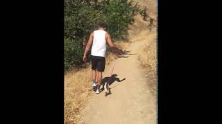 Sir Morrison - Ragdoll Cat walking on leash