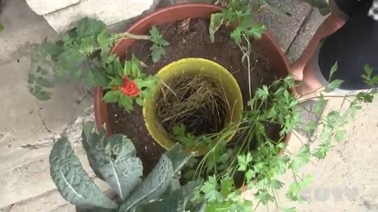 Balcomposteur, un potager et un composteur de balcon !