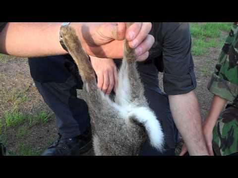 Killing, Skinning and Gutting a Rabbit: Part 1