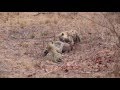 Leopard v Hyena part 1