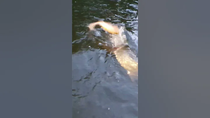 Quick session on the canal! Deadly-Roach in action!#shorts #pike #pikefishing #fishing