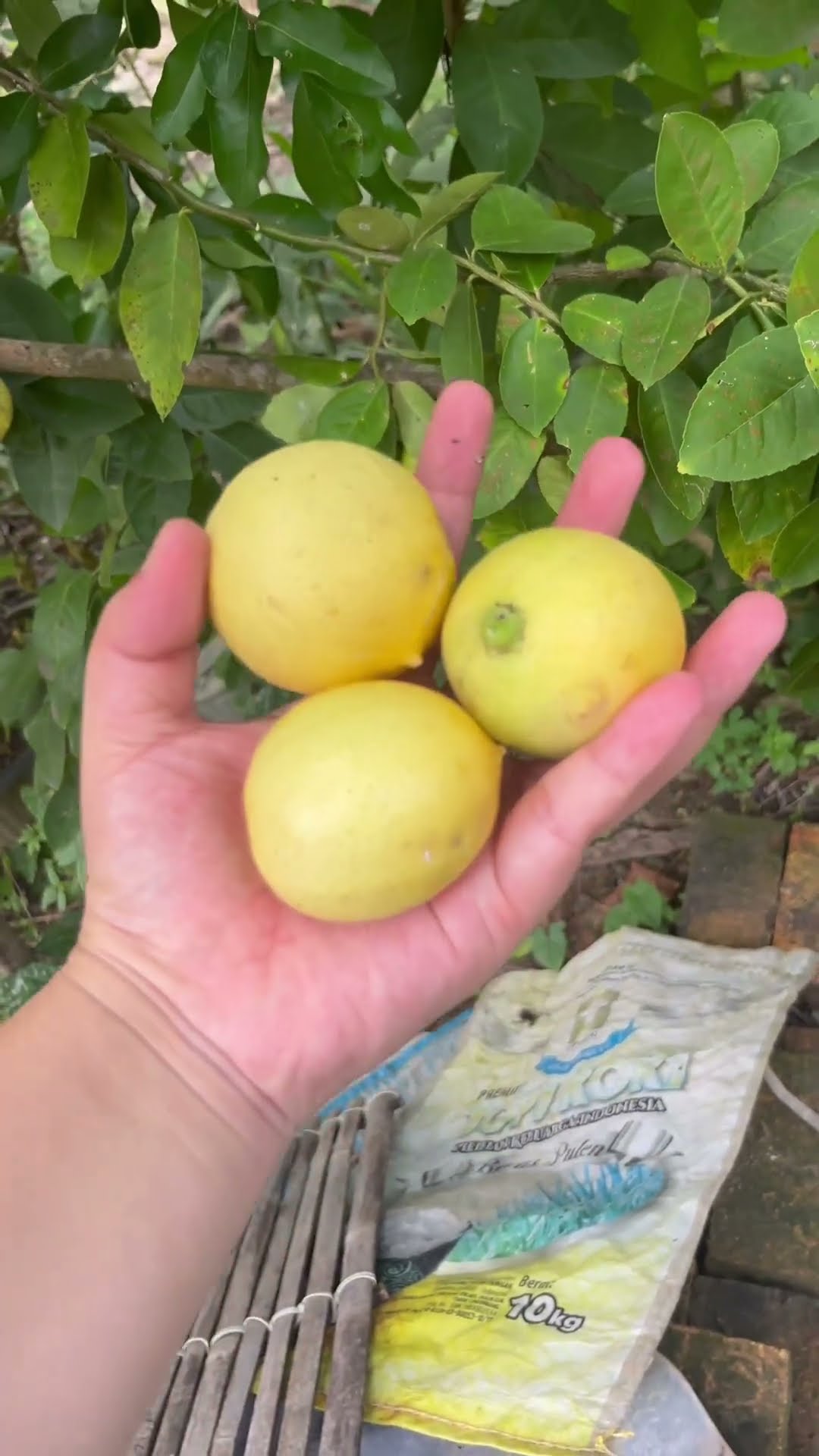 PANEN LEMON DEPAN RUMAH