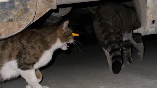 Beku Diğer Sokak Kedilerine Geçit Vermiyor