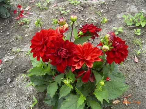 前川清 の 花の時・愛の時 （カバー： 湯島リュウ ）