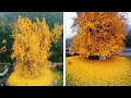 Top 15 most beautiful trees in the world