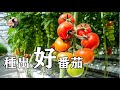 如何种植番茄：番茄(西红柿)的日常修剪，记住这五点，轻松种好番茄 / How to grow tomatoes well