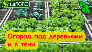 ЭТИ ОВОЩИ ОТЛИЧНО ВЫРАСТУТ ДАЖЕ В ТЕНИ! Тенистые уголки не должны пустовать!