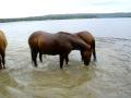 Happy horses