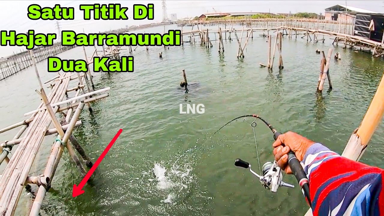 EDAN‼️BEGINILAH JIKA MANCING  BARRAMUNDI KELAPARAN.BERINGAS DAN SECEPAT KILAT CARA MAKAN