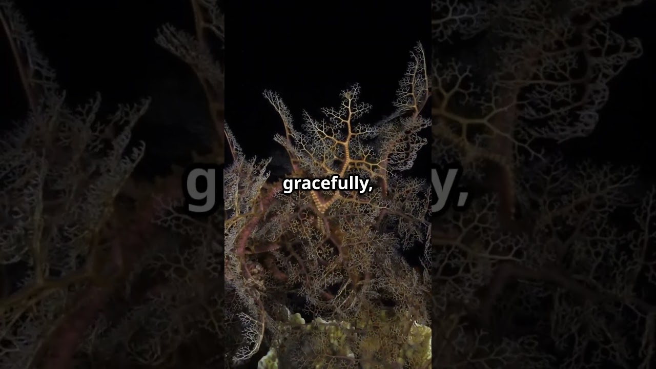 Basket Star: The Living Lace of the Ocean