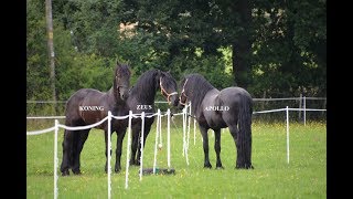 THREE FRIESIAN HORSES MEET FOR THE FIRST TIME