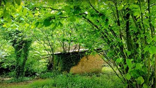 Peaceful Piano Melodies and Sounds of Village Nature #piano #village