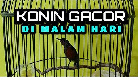 Konin Gacor di Malam Hari | pacingan konin bahan | konin malas bunyi | konin macet