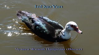 InDaoYan - Чудеса Живой Природы (Весна)