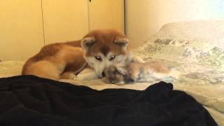 大好きな秋田犬に かまってほしいウサギ 結局最後は Grape グレイプ