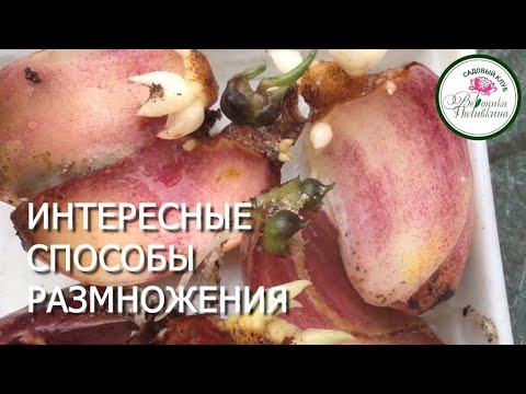 ВЕСЕННЕЕ РАЗМНОЖЕНИЕ ЛИЛИЙ