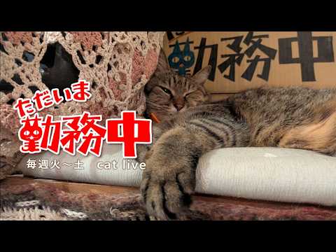2026.10.14【Cat Live Stream】看板猫かもめの『ただいま勤務中』