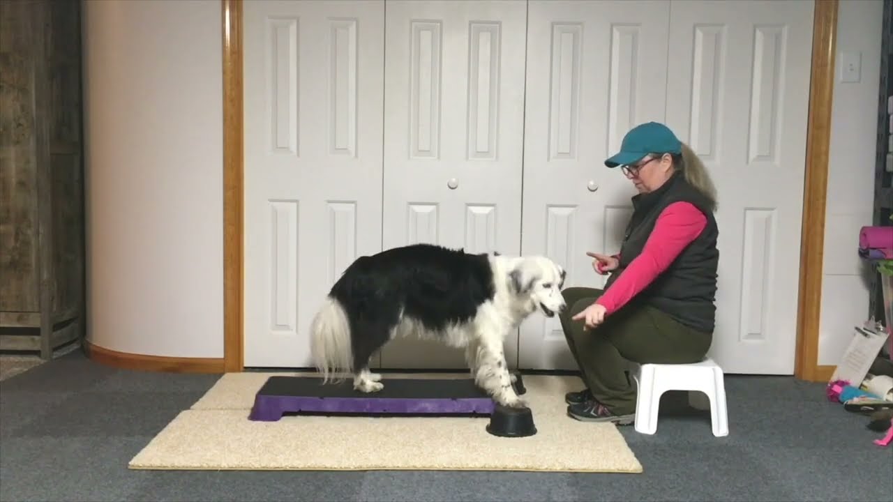 Canine Fitness Training with Cato Platforms - Lateral Shoulder Exercises