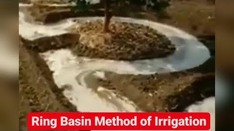 Ring basin method of irrigation