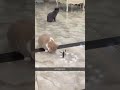 Funny Cats Part 288 Shorts Funny Cats 