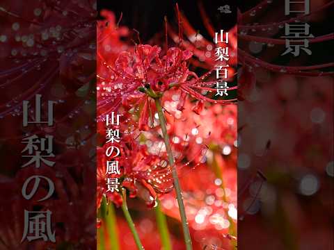 塩山ふれあいの森総合公園の彼岸花2025 甲州市 | cluster amaryllis ｜山梨県観光スポット