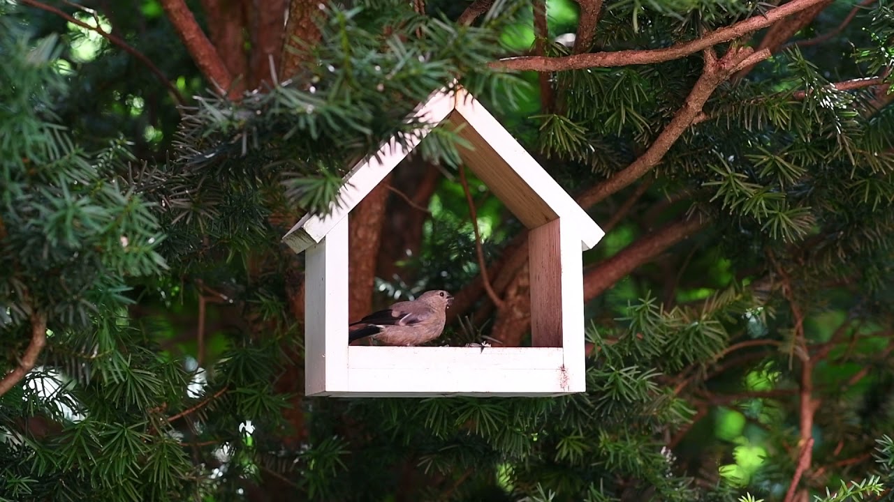Birdwatching: The young Eurasian bullfinch (Pyrrhula pyrrhula)