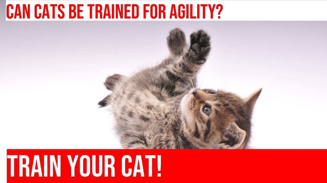 Can Cats Be Trained to Excel at Agility Courses? YouTube