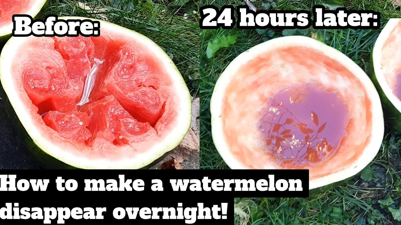 I left a rotten watermelon out overnight - YouTube