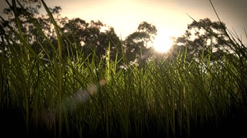 Realistic Grass Blender 2.6 HD