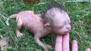 Craziest Cases Of Animal Experimentation Throughout History
Craziest cases of animal experimentation throughout history. Animal experimentation, despite its substantial and well-earned controversy, has widely impacted modern medicines understanding of physiology, genetics, and disease. In spite of these scientific gains, animal testing has been regarded as unethical at times. Would you like to know some of the craziest cases of animal experimentation? Keep watching this video to find out more about these. You are watching Top 10 World, and in today’s video, we will be taking a look at some of the craziest animal experimentation done throughout history.
#animal #experiment #top10world Craziest Cases Of Animal Experimentation Throughout History