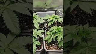 2DopeLeafs & Friend Grow Cannabis/ Critcal / White Widdow Zamnesia Seeds.