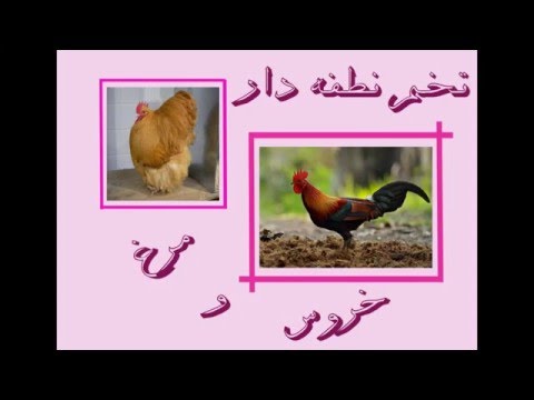 تخم نطفه دار مرغ و خروس