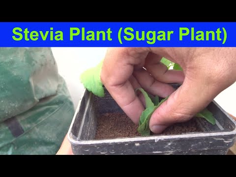 Video: Hvordan Konsumere Stevia