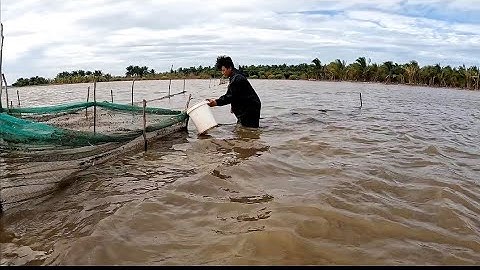 Vợ chồng miền tây Đổ dớn mùa gió bấc trúng cá chốt với cá lăng @vochongmientaytv 