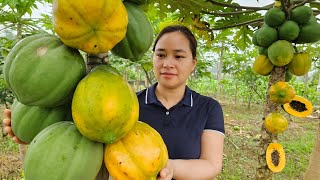 Harvesting & Processing Millions of Tons of Papaya | Modern Farming Technology