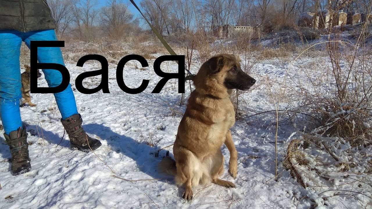 байкальский баскервилька порода собаки. бася овчарка. бася полное имя. коты бася. бася собака бася бася бася.