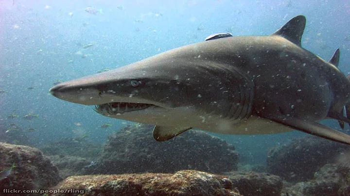 Hammerhead Attacks a Tarpon