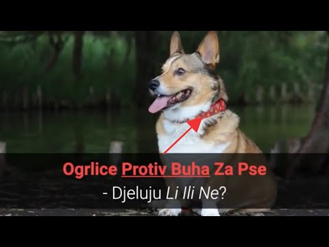 Video: Kako Odabrati Ovratnik Protiv Buha Za Svog Psa