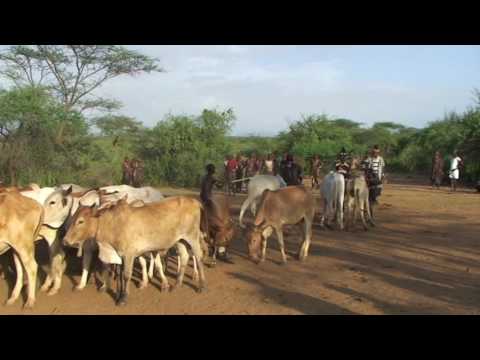 Ethiopie, vallée de l'Omo - Cérémonie de l'Ukuli chez les hamers