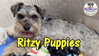 Ritzy & Baron Puppies